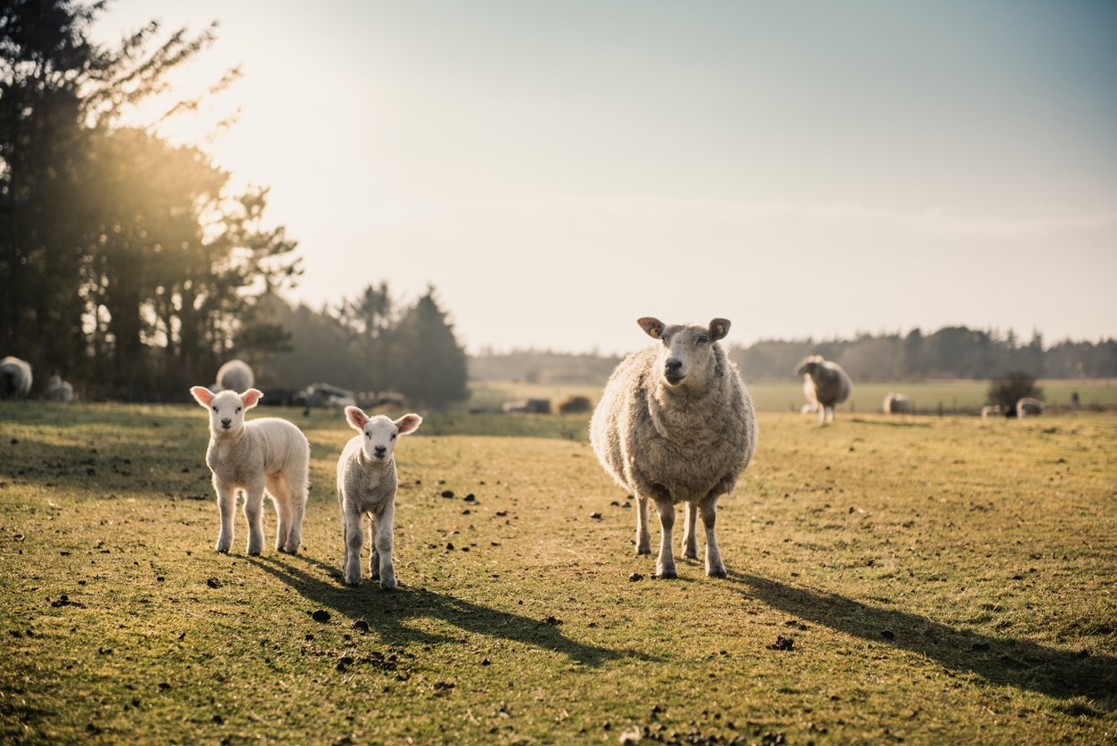 Our Lamb Livestock - Morrisons Farming