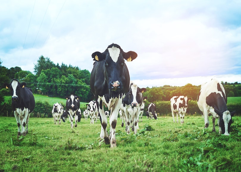 Dairy - Cheese & Milk - Morrisons Farming