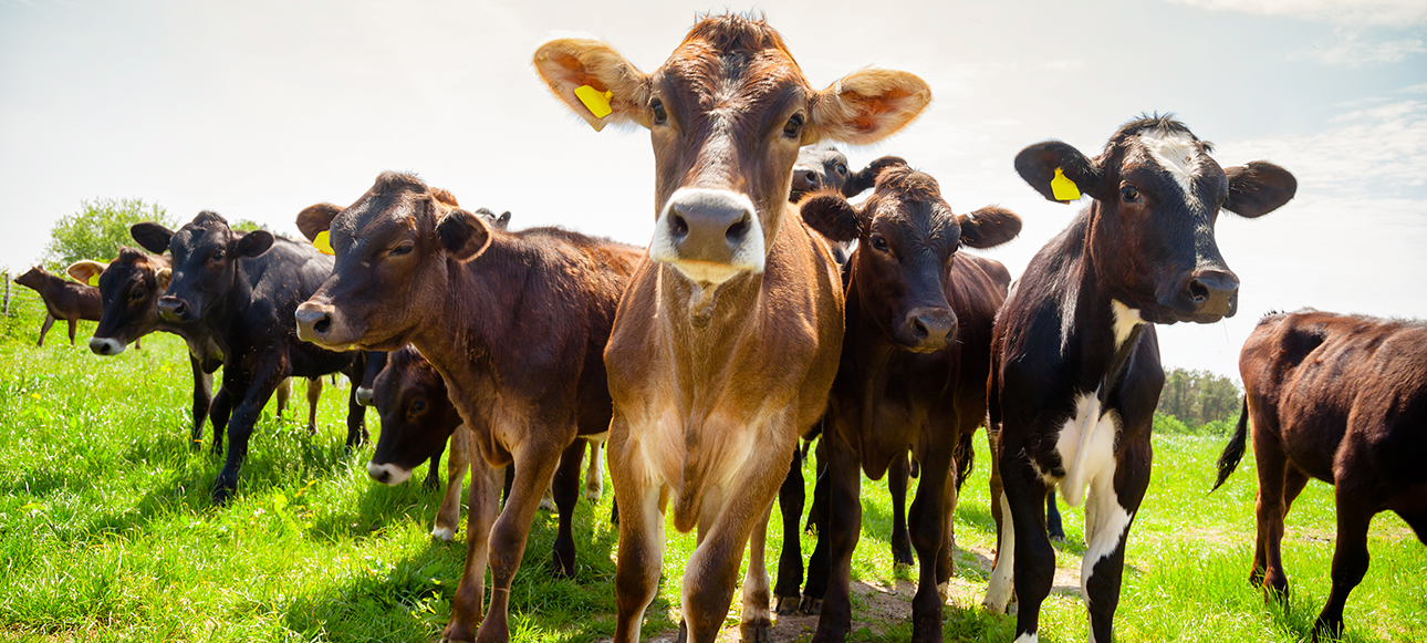 Livestock Specification - Morrisons Farming