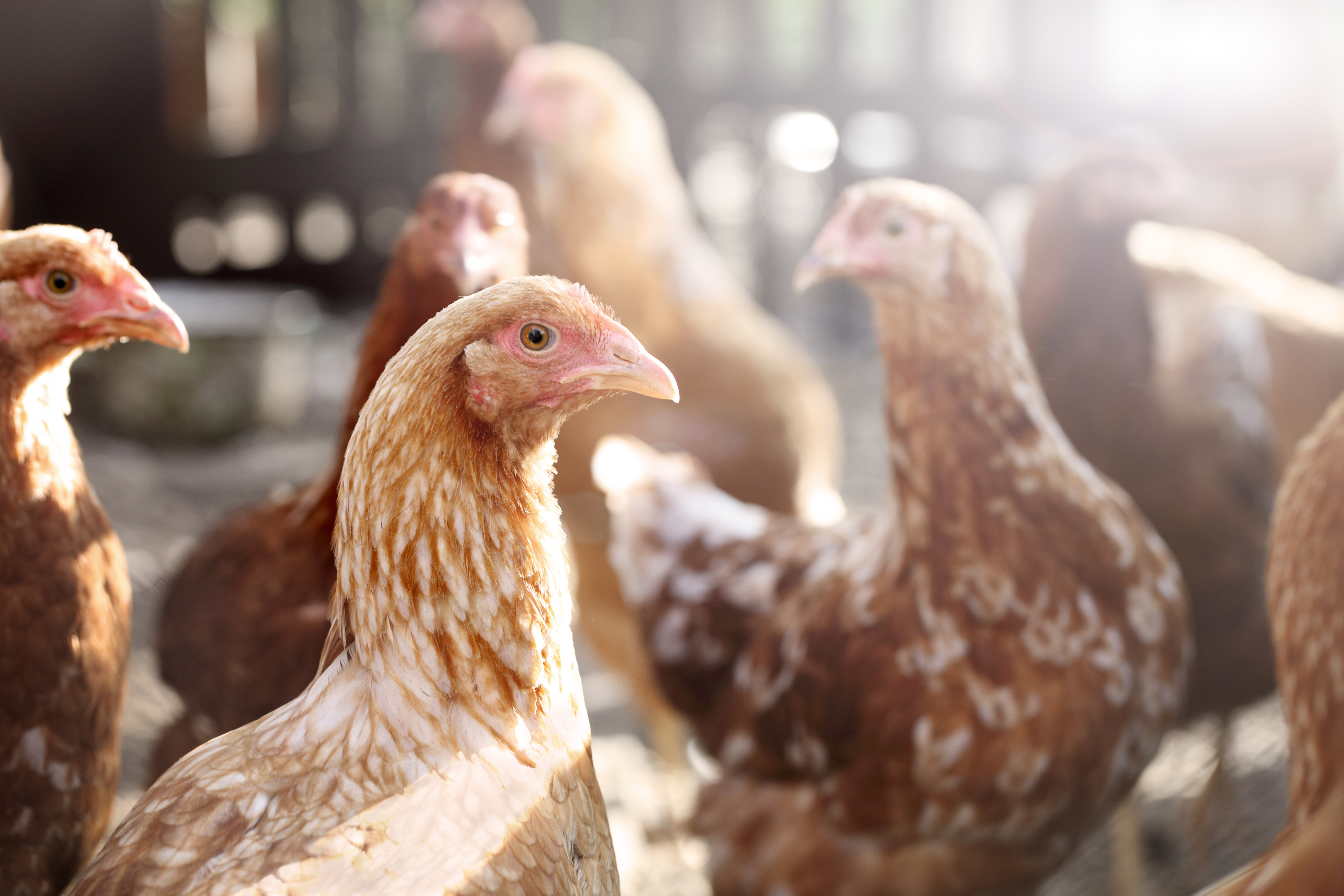 Laying Hen Environmental Enrichment