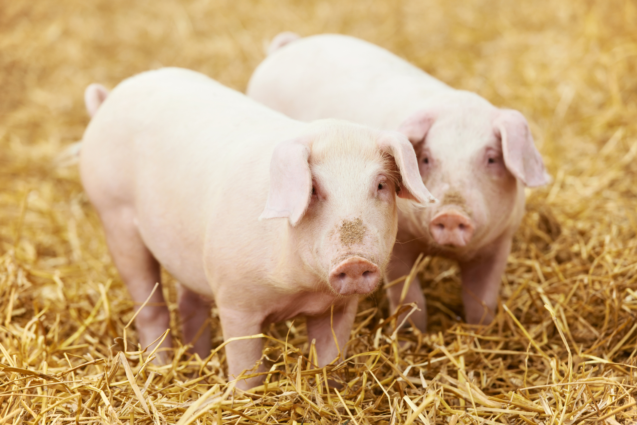 Our Pork Livestock - Morrisons Farming