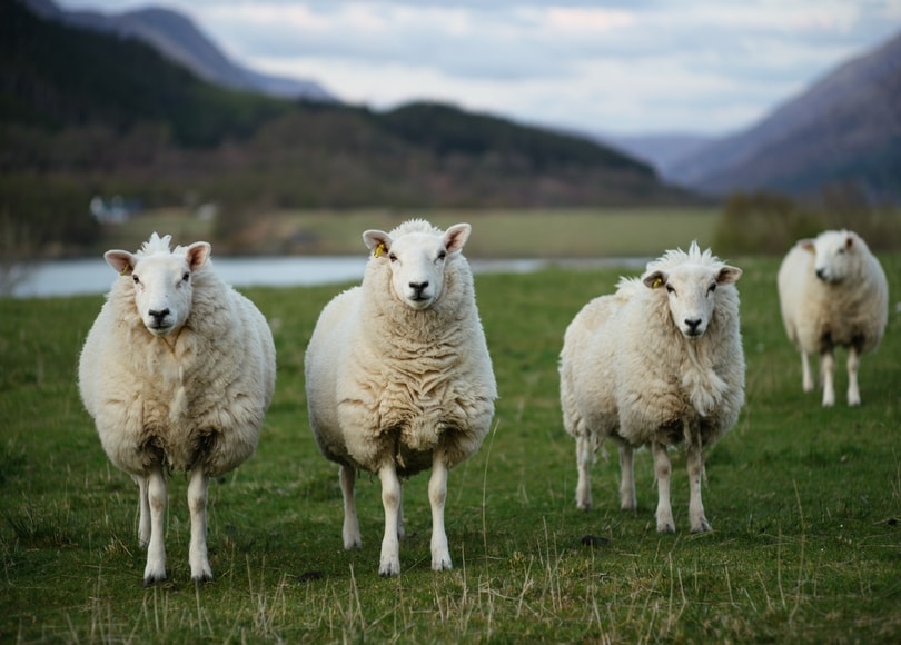 Lamb Farmers - Morrisons Farming