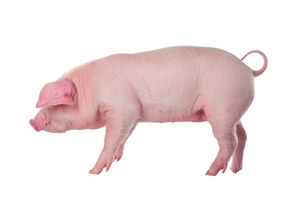 Pig