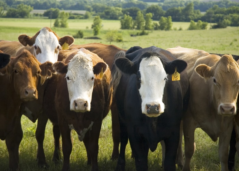 Beef Farmers - Morrisons Farming