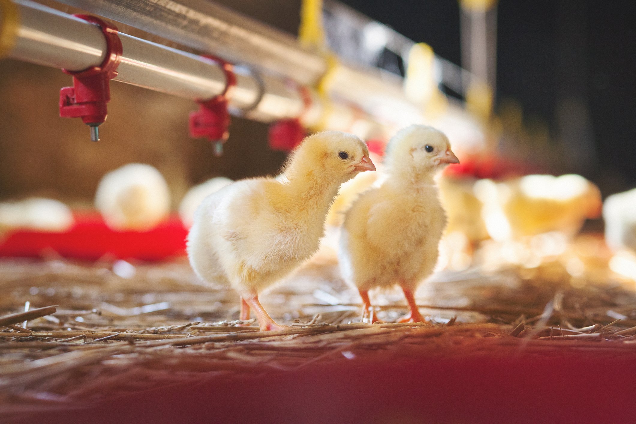 Poultry Farmers - Morrisons Farming