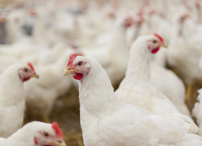 Broiler Chicken Environmental Enrichment