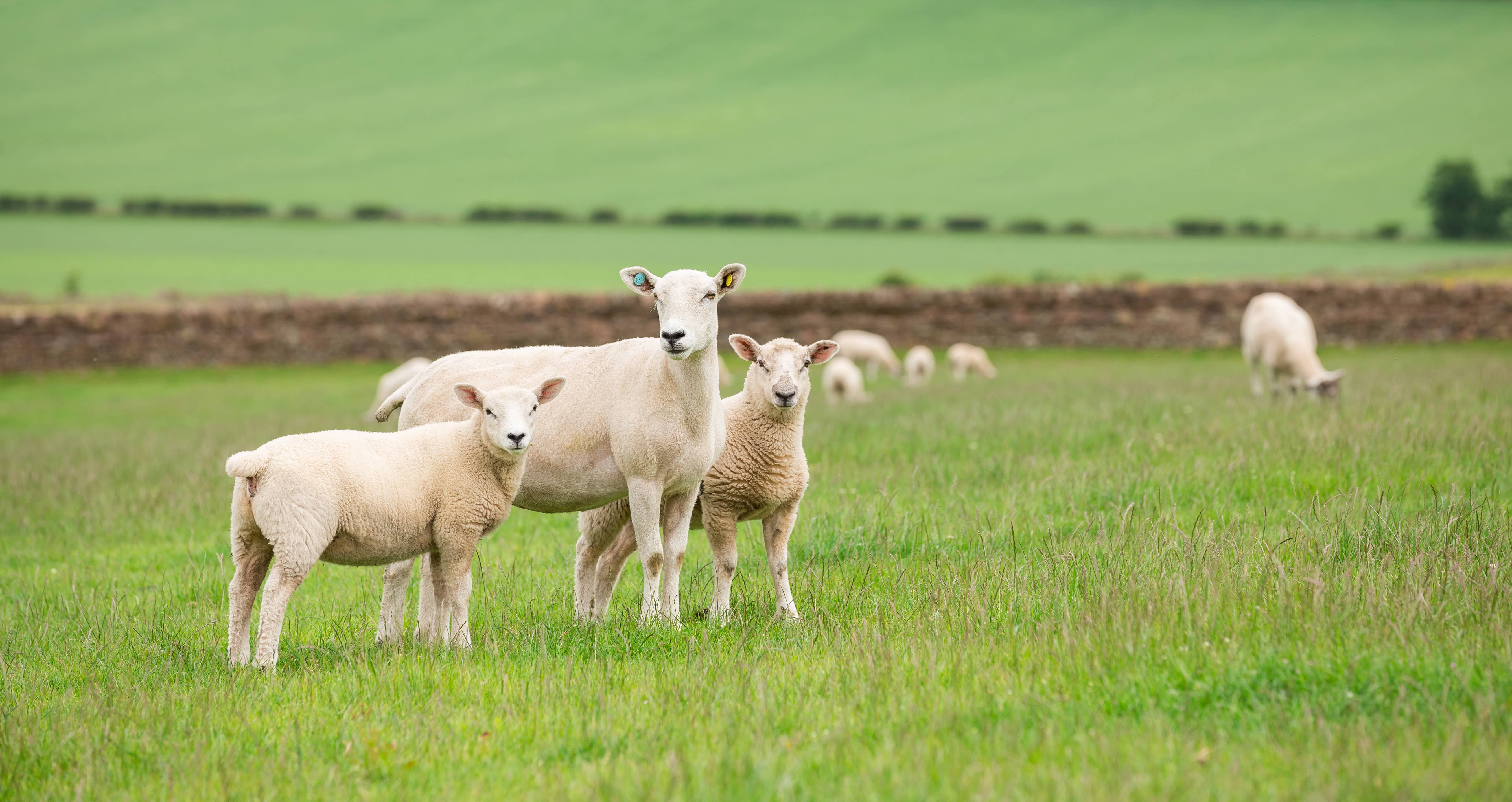 How We Work - Morrisons Farming