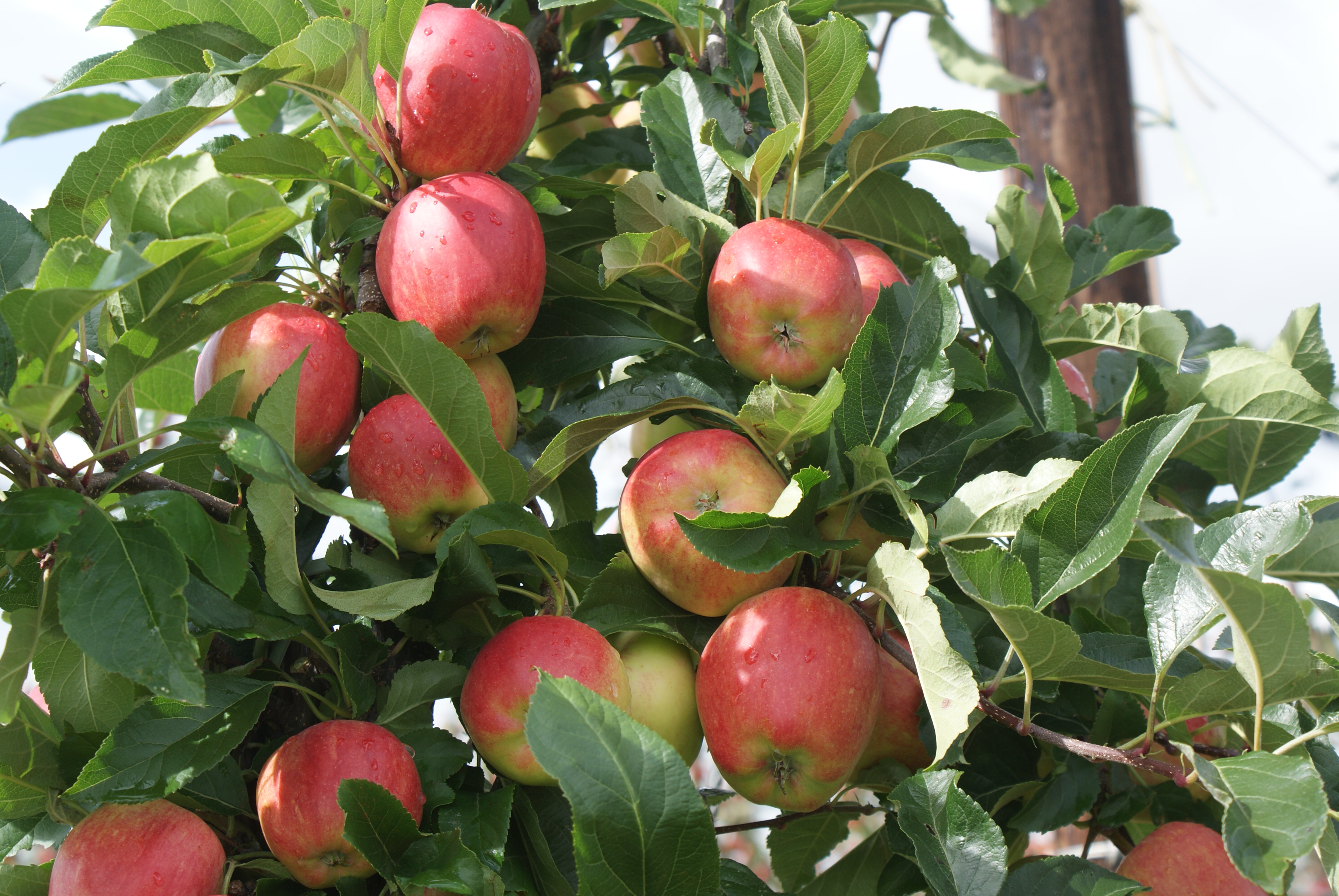 Fruit - Morrisons Farming