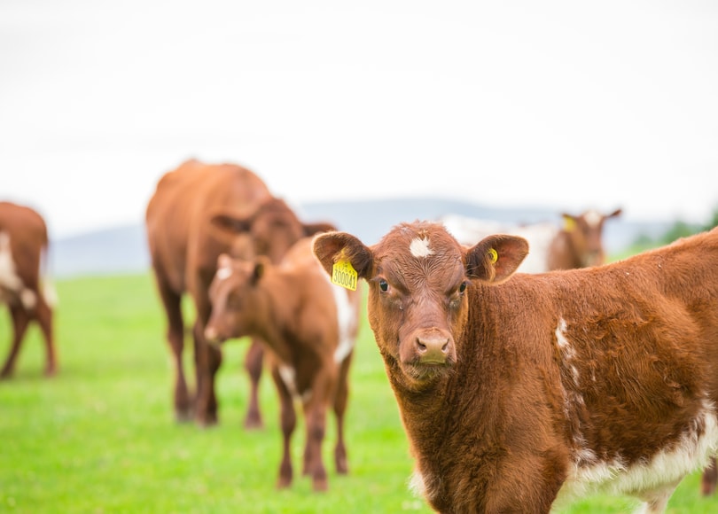 Our Beef Livestock - Morrisons Farming