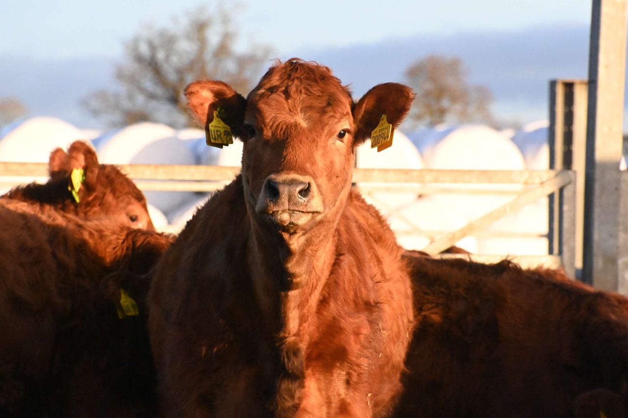 Beef Farmers - Morrisons Farming