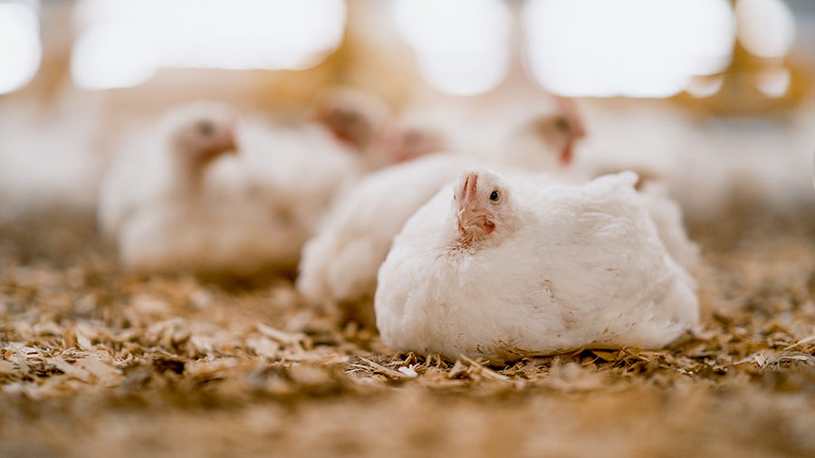 Morrisons Improved Welfare Chickens
