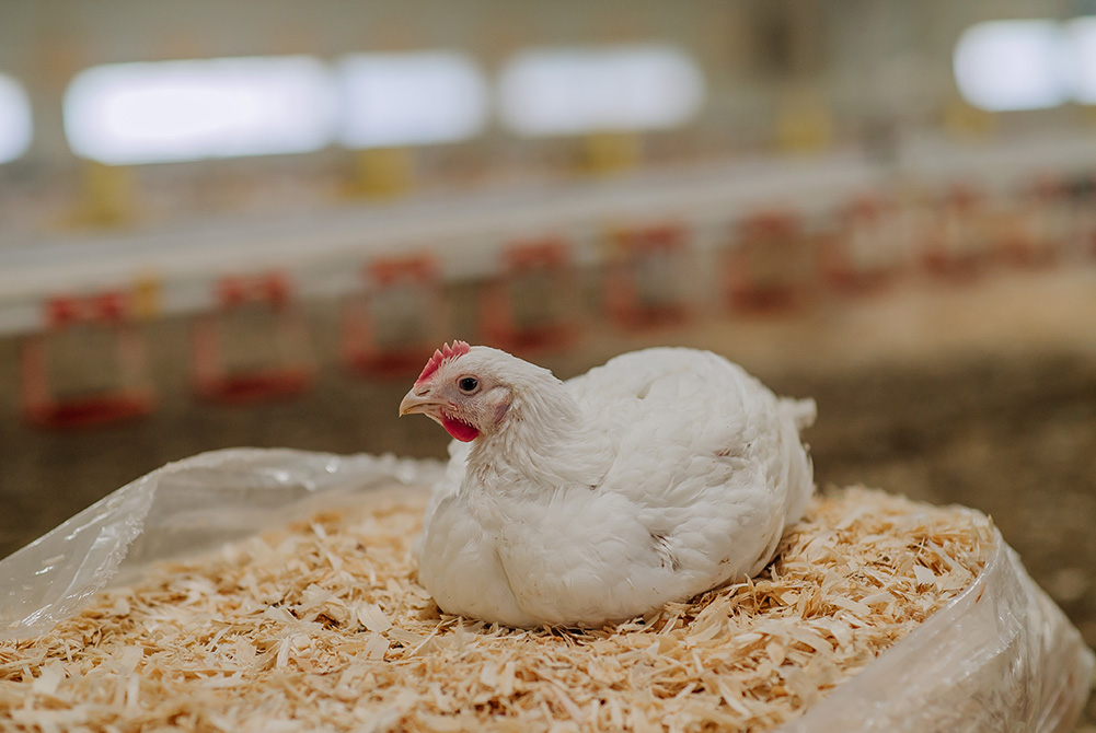 Morrisons Improved Welfare Chickens